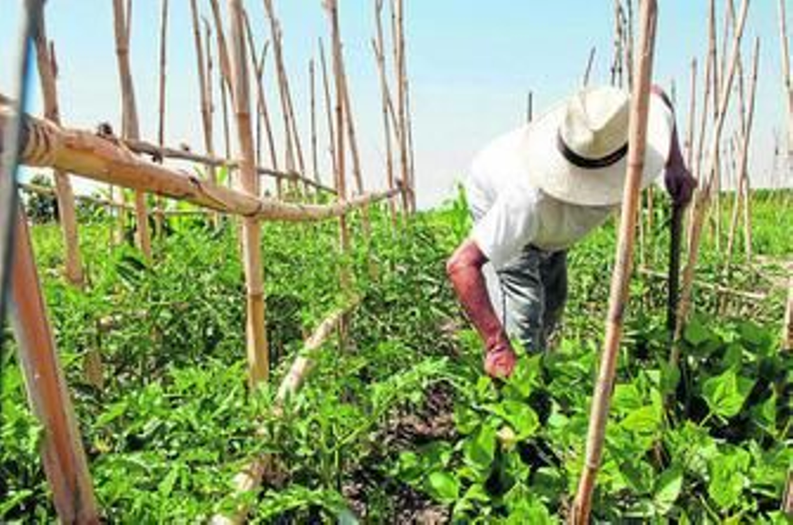 Los hortelanos podrán explotar la tierra por cinco años.