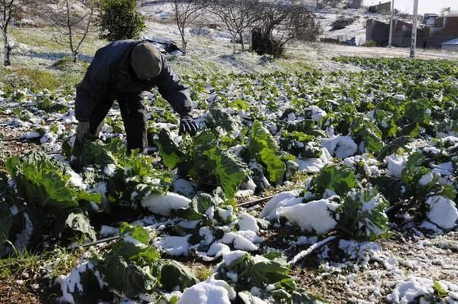 Un huerto totalmente cubierto de nieve en Guadalcanal.

Foto: B.Vargas/Juan Carlos Vázquez