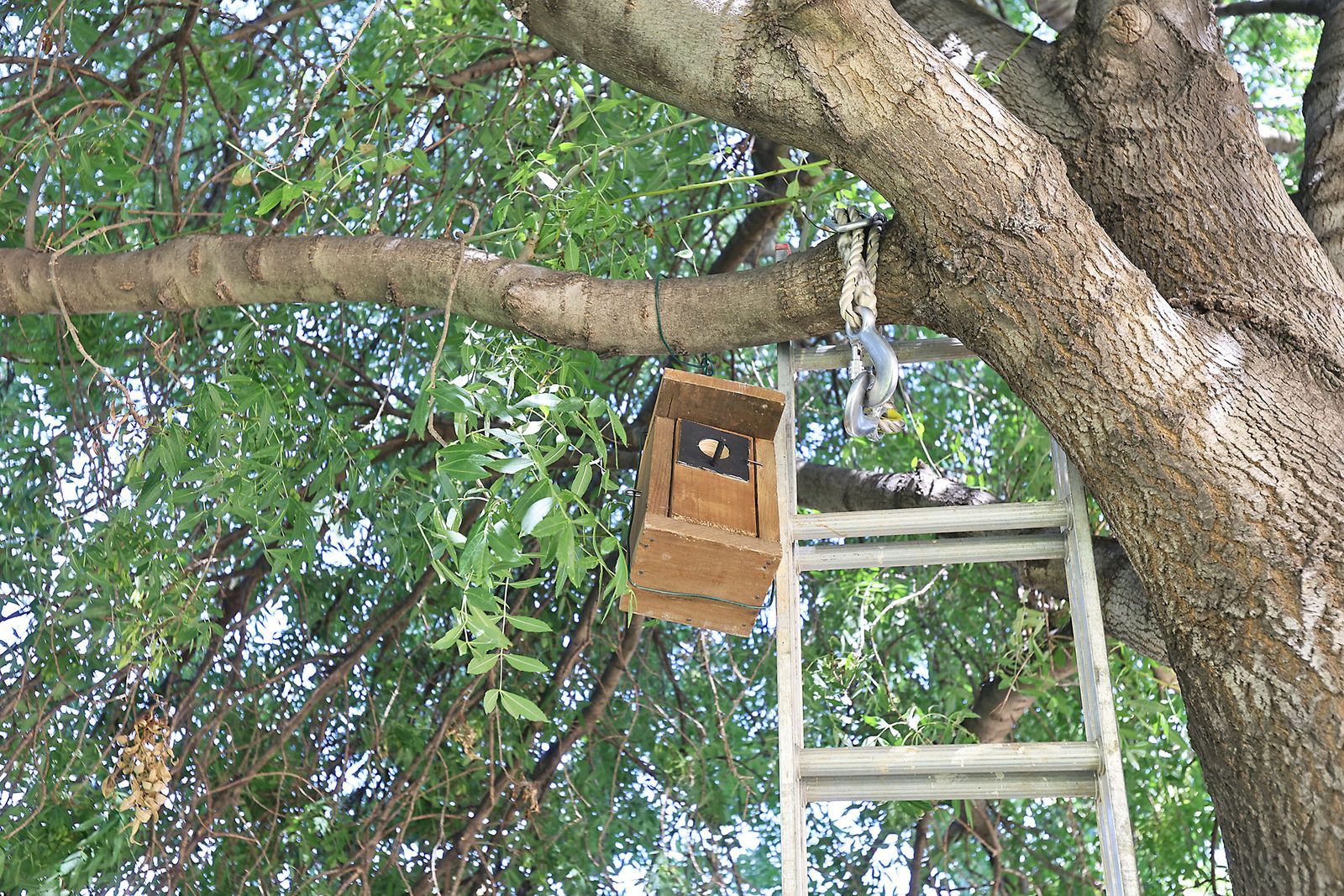 Imágenes de la colocación de cajas nidos  en árboles del parque Antonio Machado