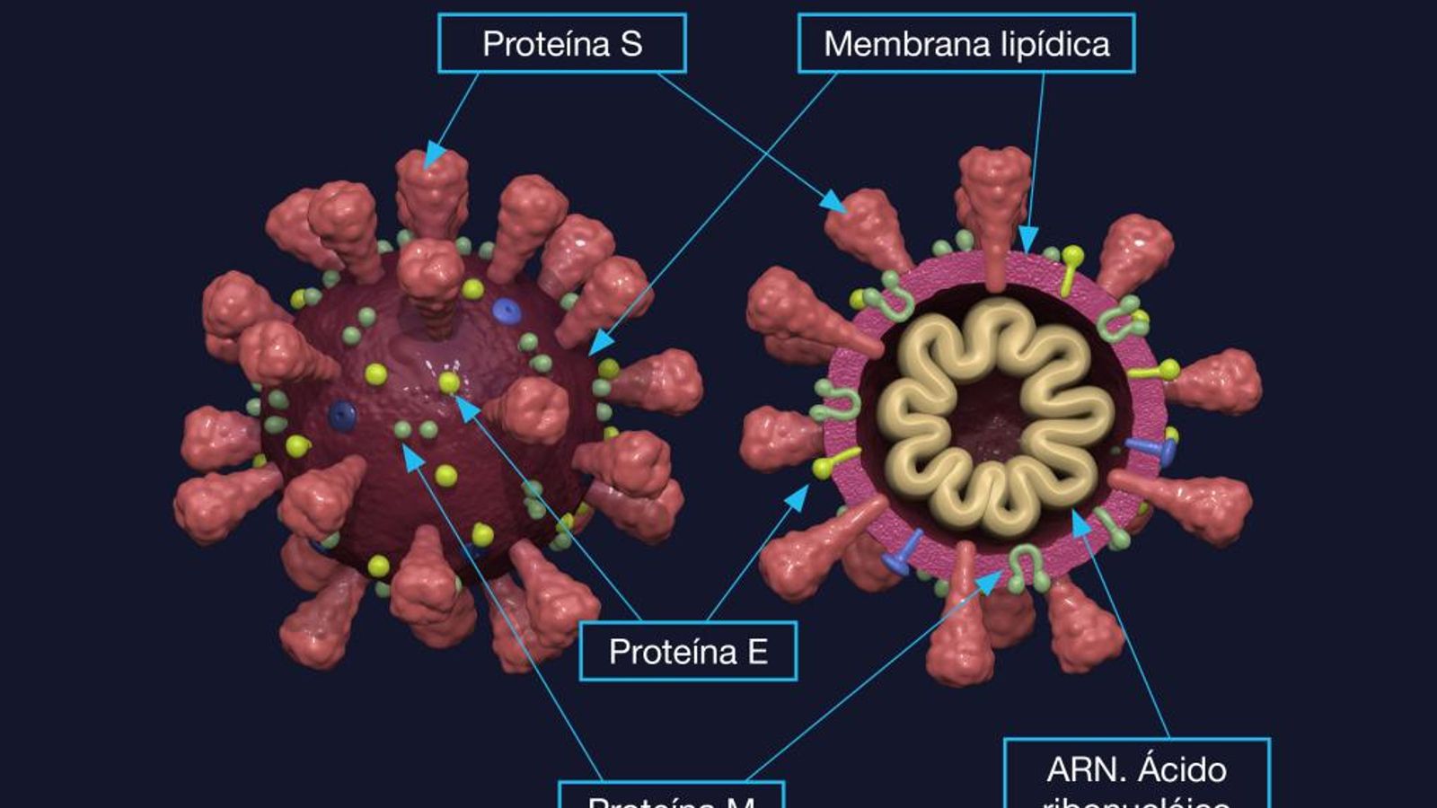 Estructura del coronavirus.