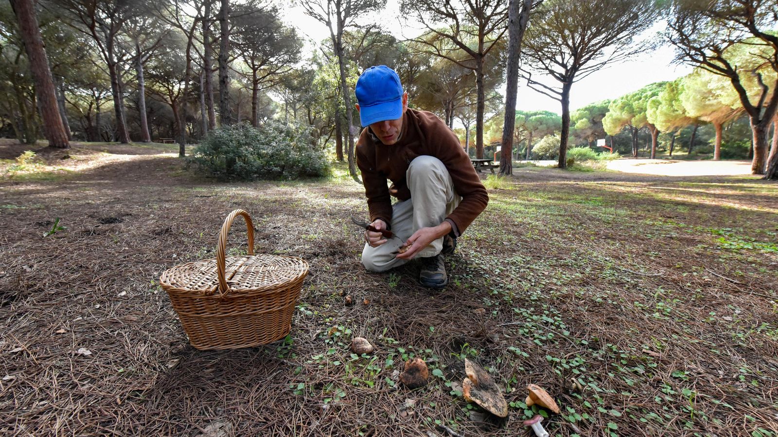 Aficionado de la micología recolectando setas, actividad favorita de algunos de los visitantes