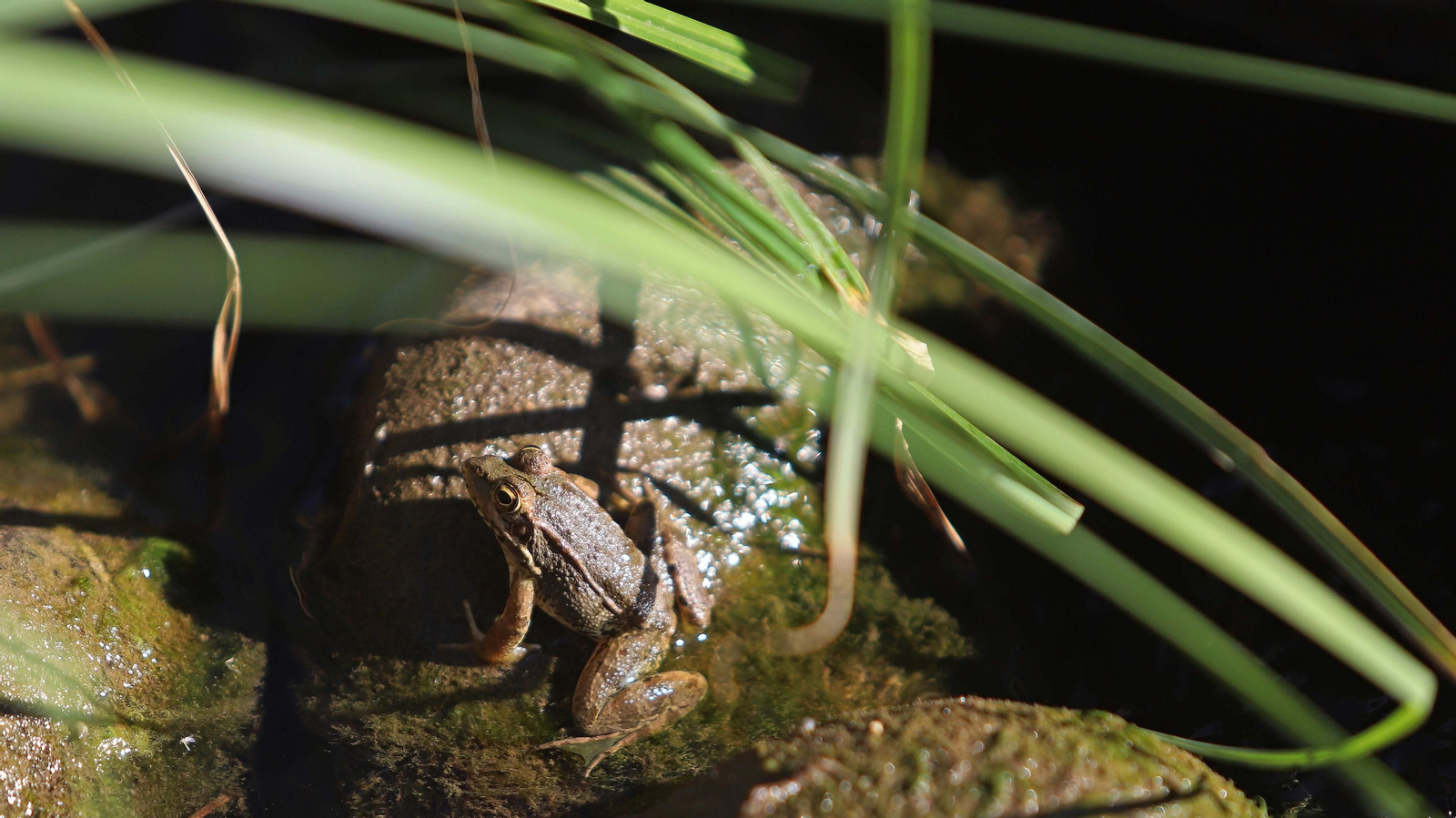 Las mejores fotos del sendero del Río Hozgarganta
