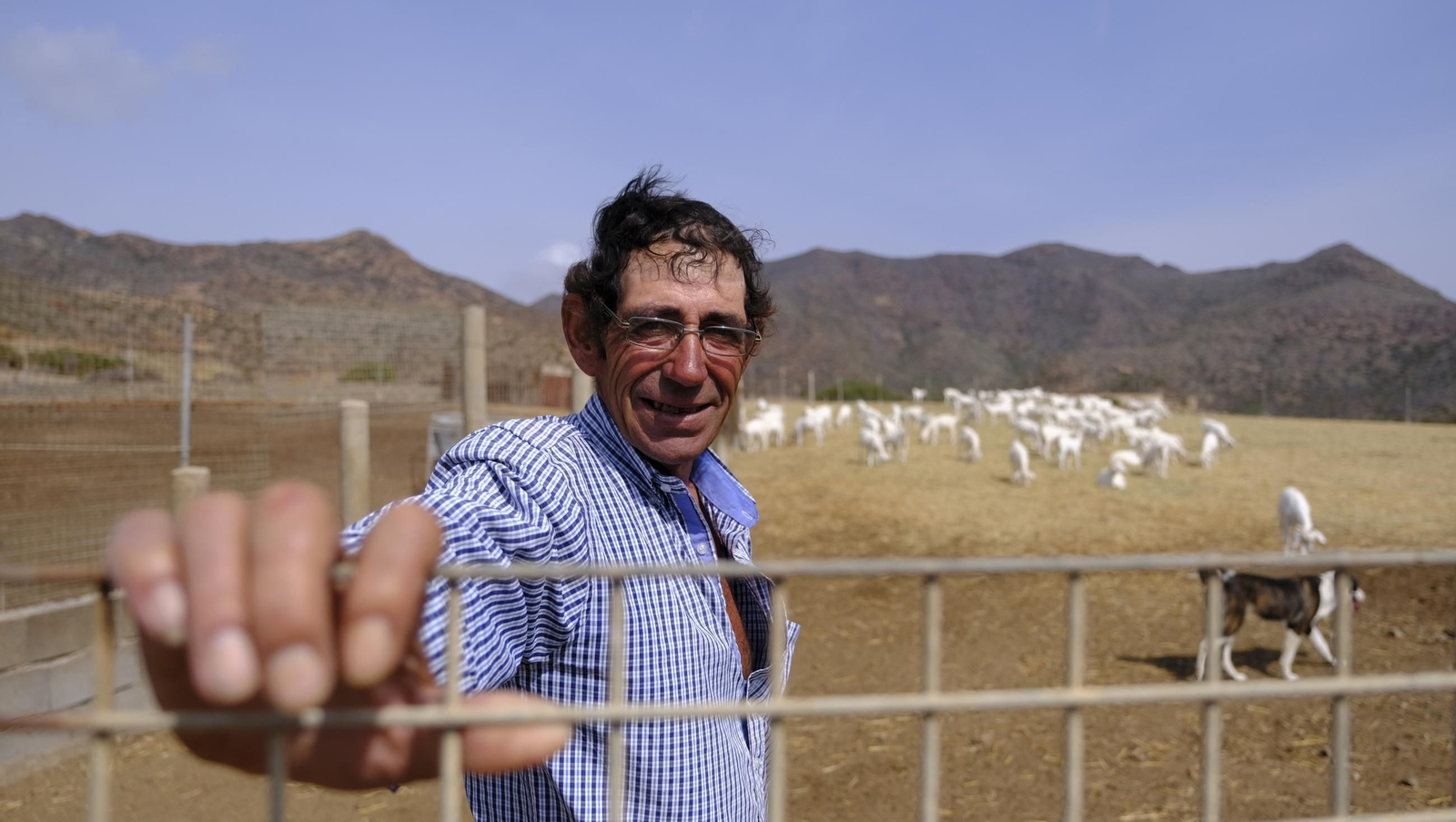 Recorrido por el cortijo El Romeral con 1200 cabras celtibéricas, en imágenes