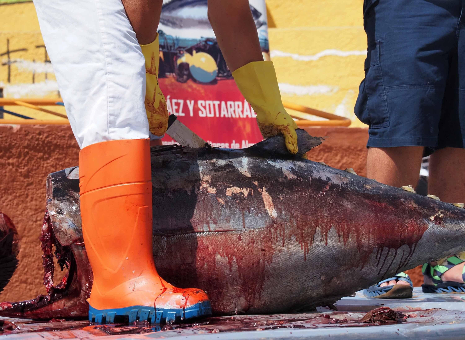 Las espectaculares imágenes del ronqueo de un atún en Isla Cristina