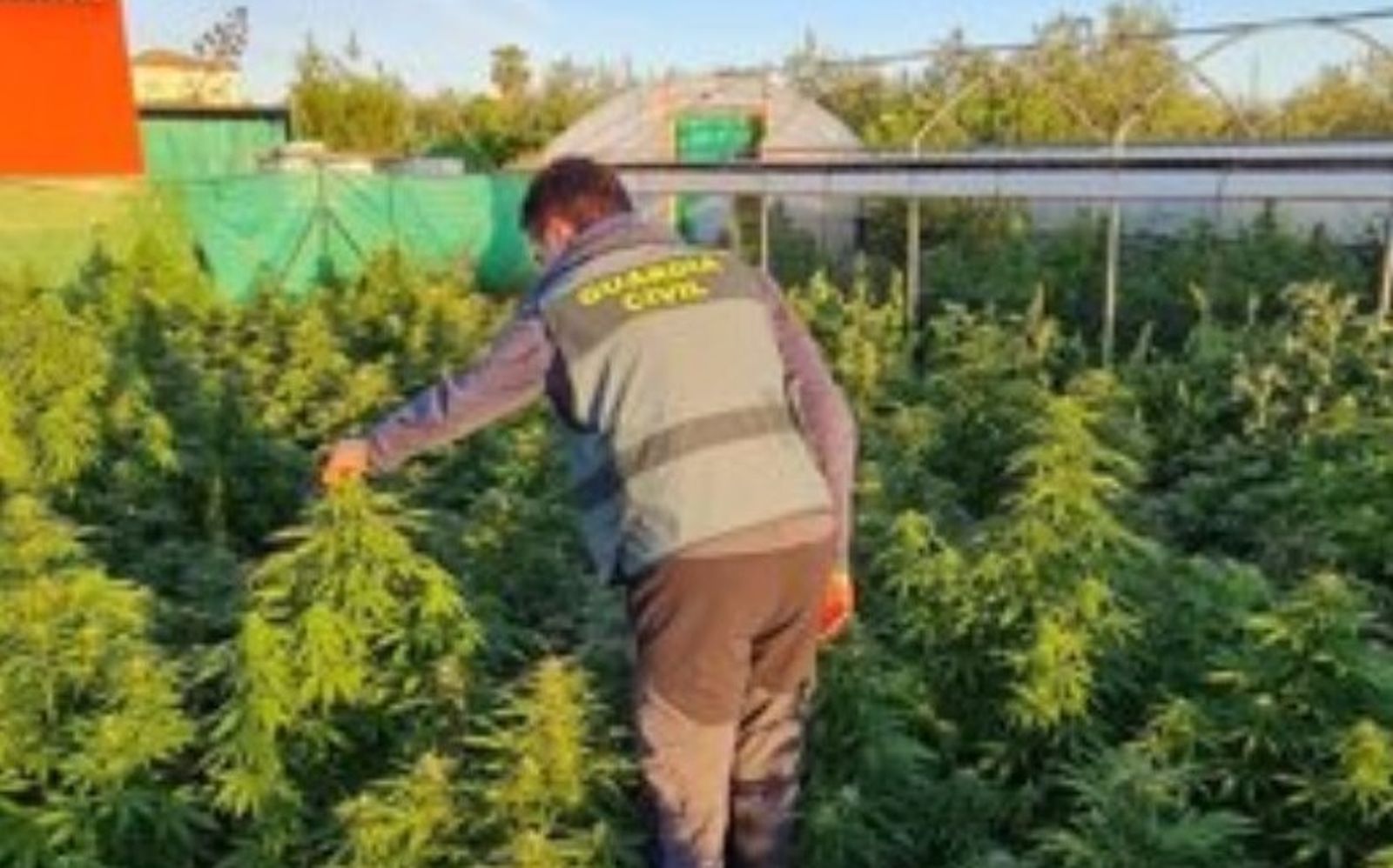 Un agente en la plantación de marihuana de Marchena