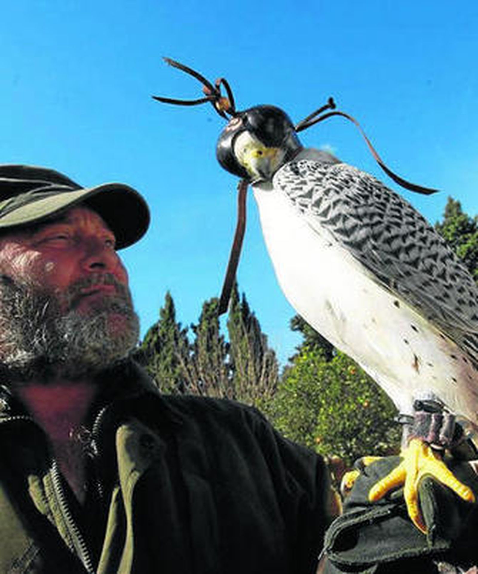 Cetrería El arte milenario en el siglo XXI