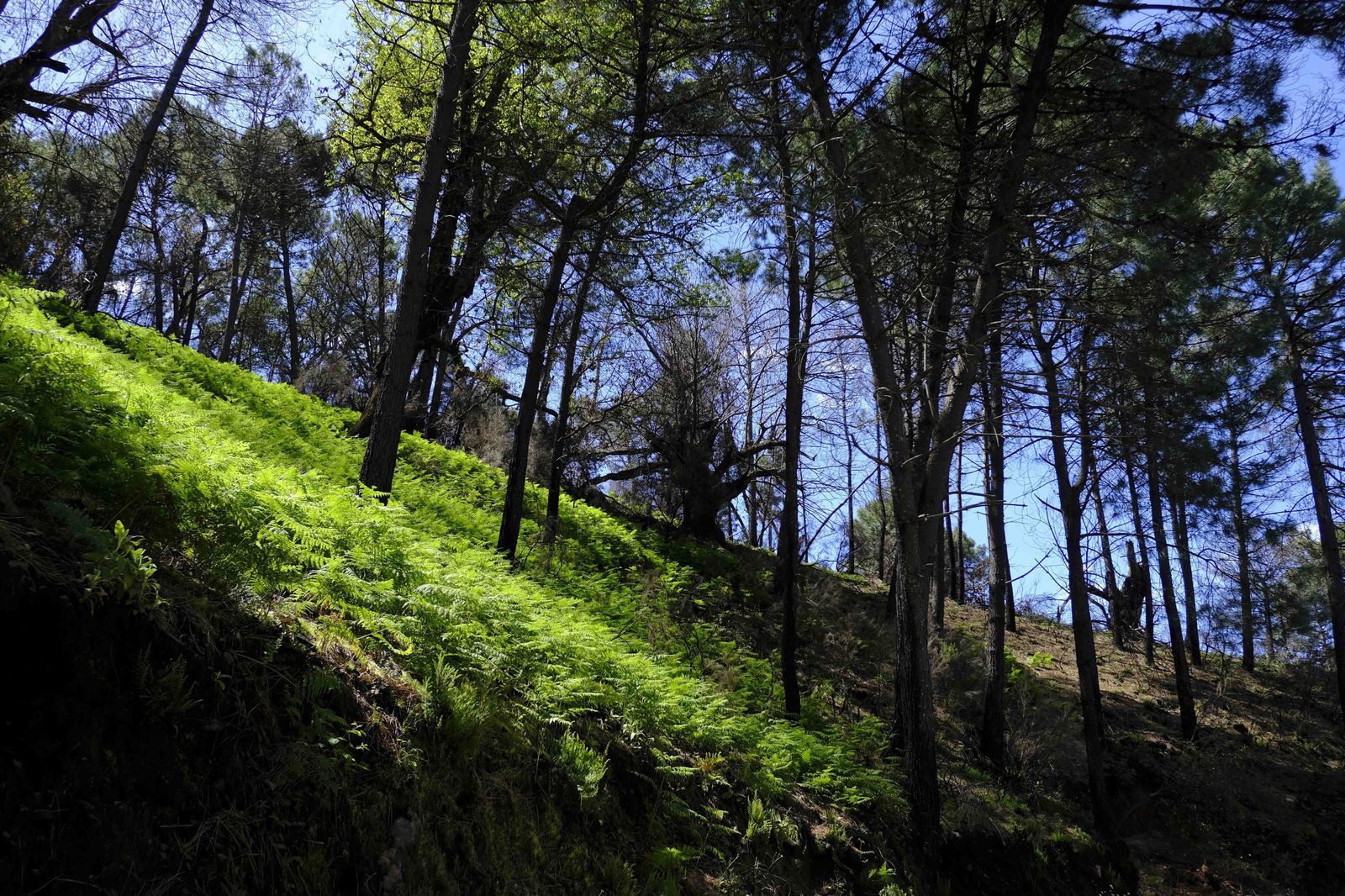 Así se recupera Sierra Bermeja tras el incendio (fotos)