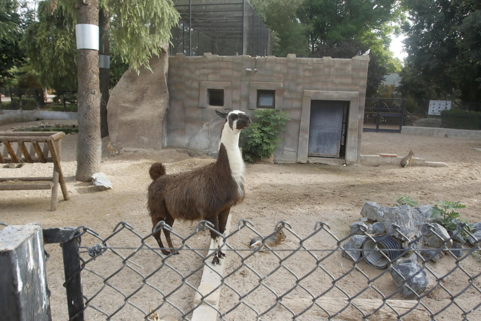 Las imágenes de la reapertura del zoo de Córdoba