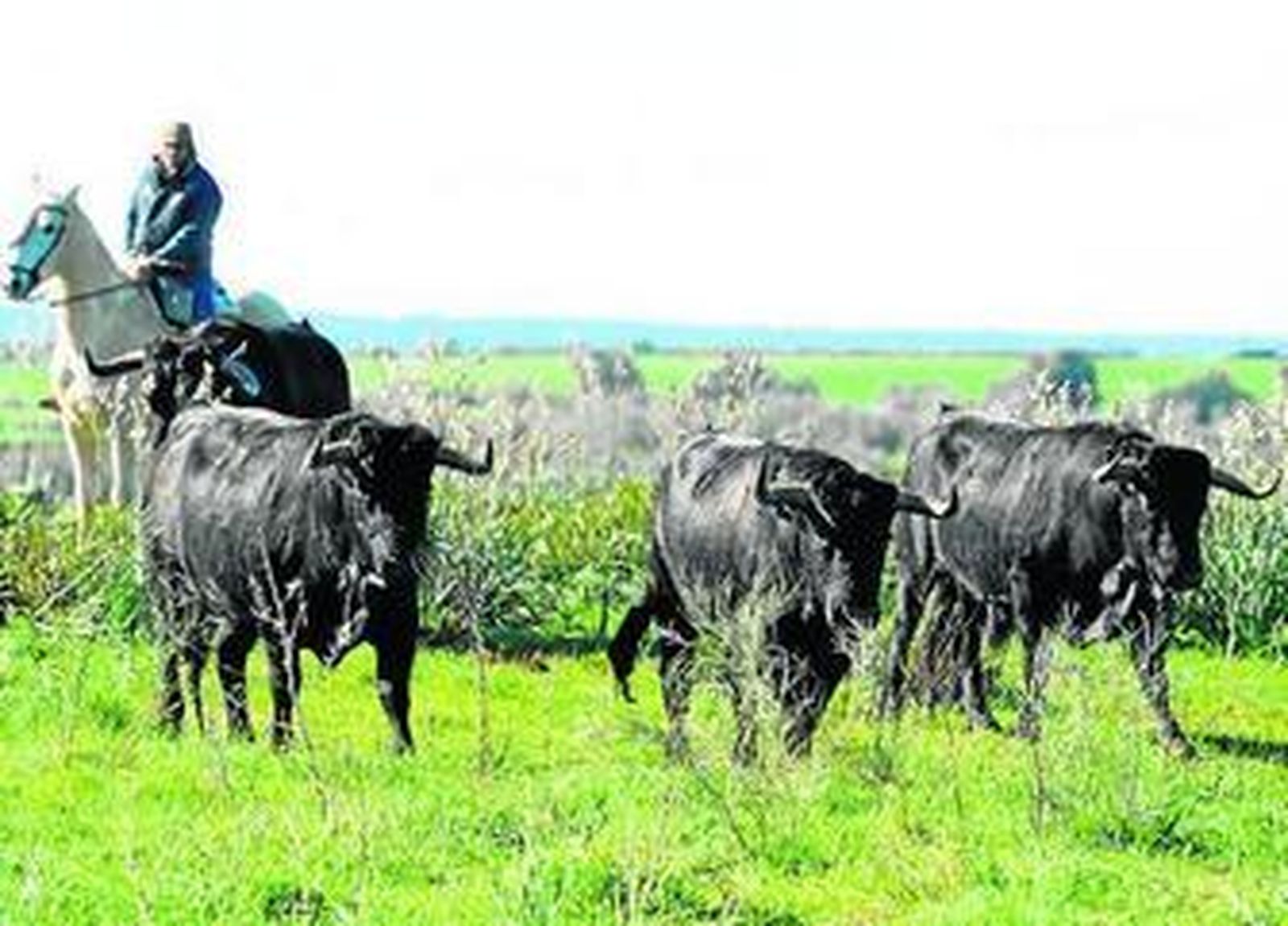 Tres toros de la corrida preparada para la madrileña  plaza de Las Ventas.