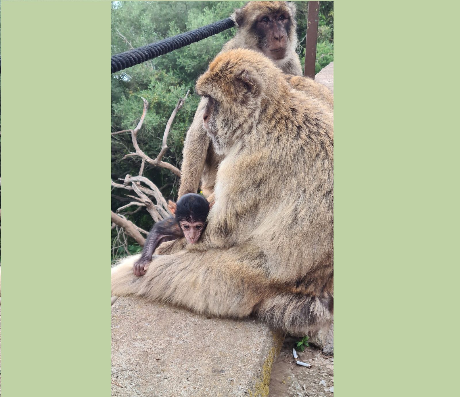 Uno de los bebe de macaco nacidos en 2023