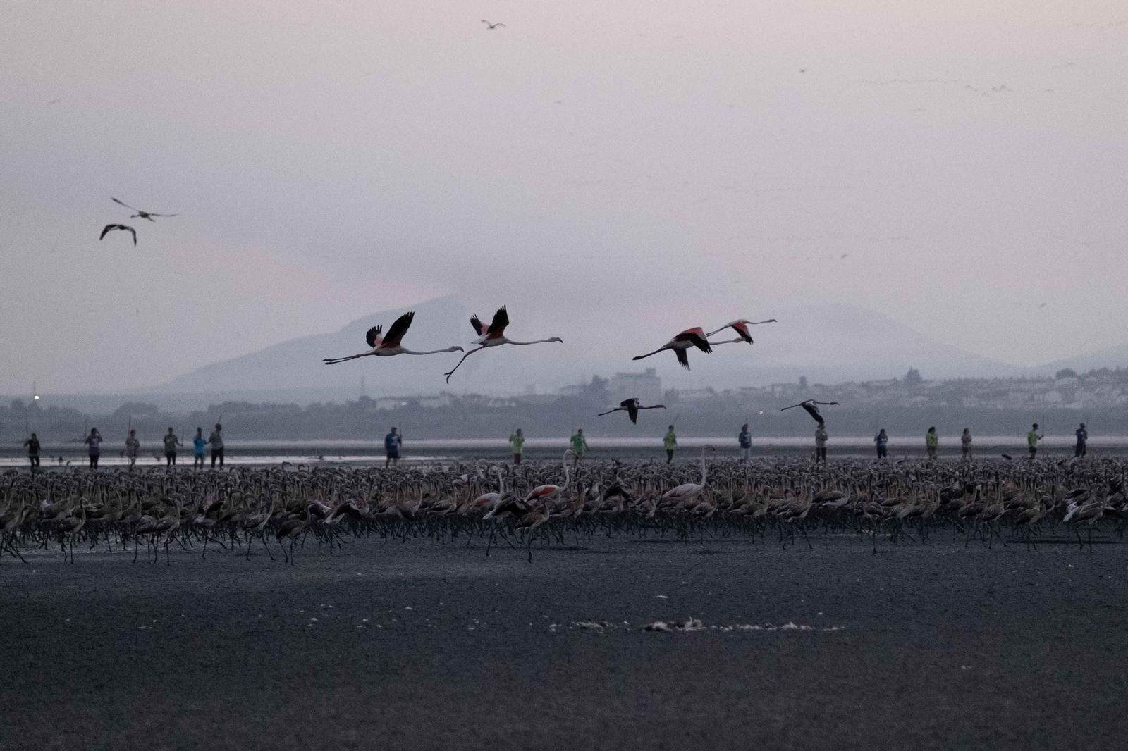 Anillamiento de flamencos en la Laguna de Fuente de Piedra, en imágenes