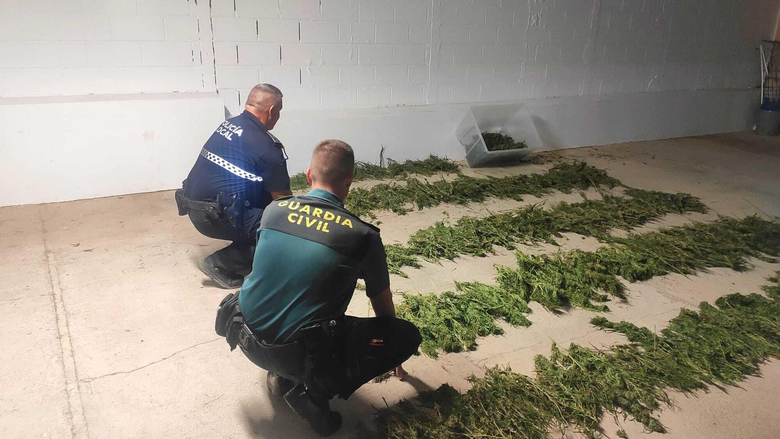 La Guardia Civil junto a las plantas intervenidas. La Guardia Civil junto a las plantas intervenidas.