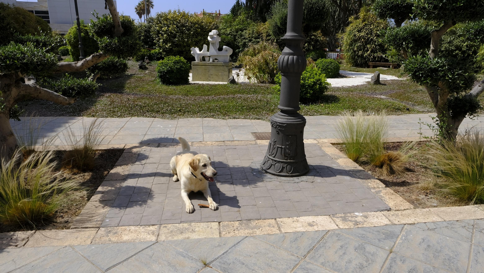 Aria, una perra adoptada, Campeona de España de búsqueda y marcaje de objetos, en imágenes