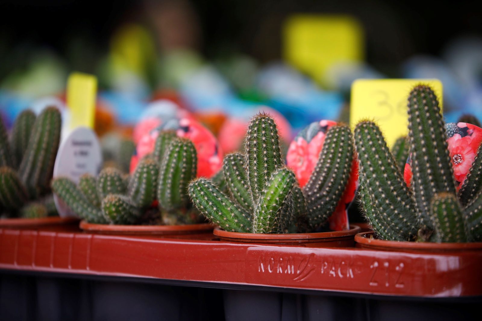Así es la III Feria de las Orquídeas de Córdoba, en fotografías