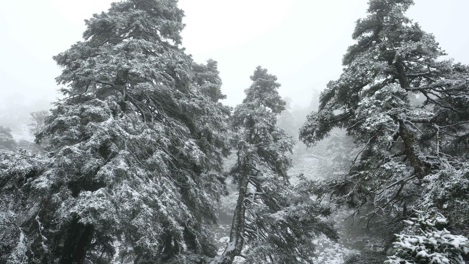Pisapar de la Cañada del Cuerno