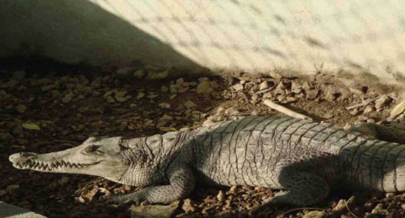 Un caimán muerde a una mujer de 77 años y termina en el hospital