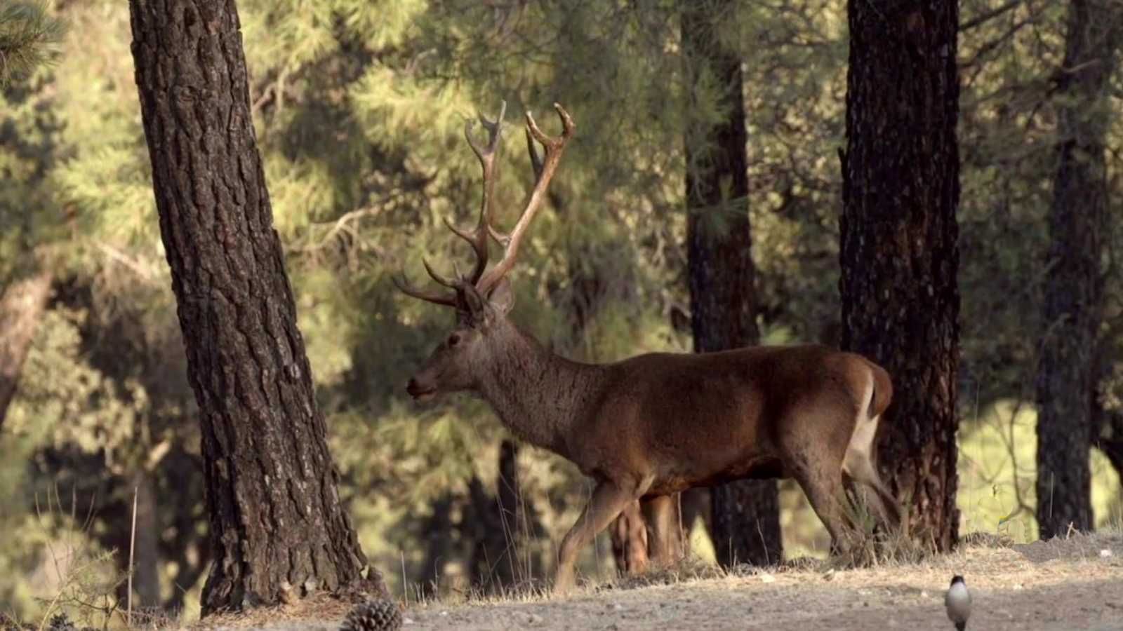 La berrea en los Montes de Toledo es el primer tema de la nueva temporada