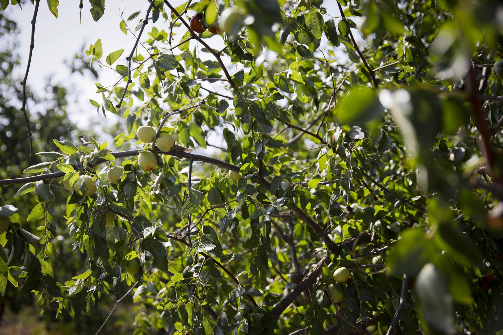 Imágenes del cultivo de azufaifas en Abrucena