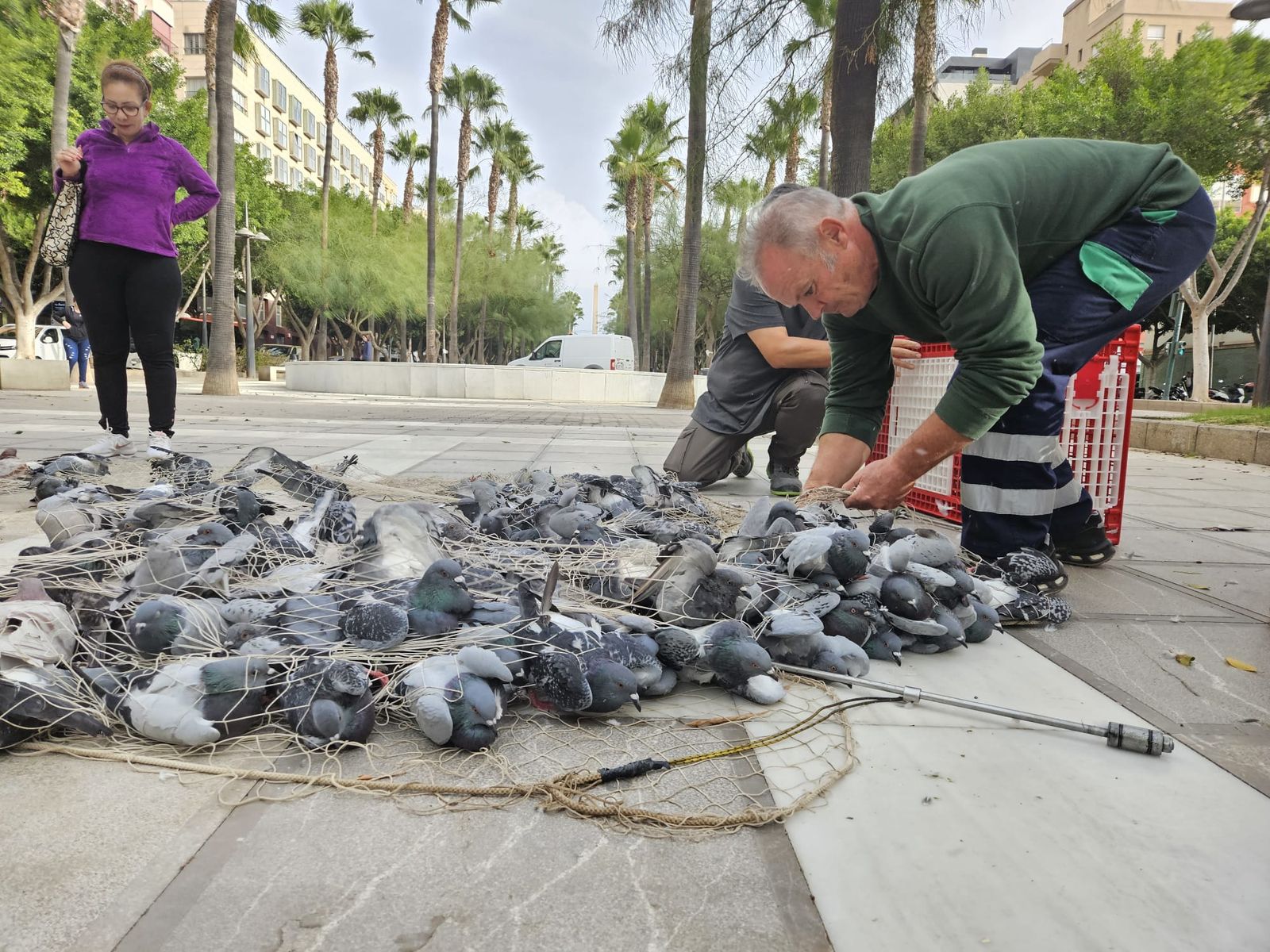 Palomas capturadas en la Rambla