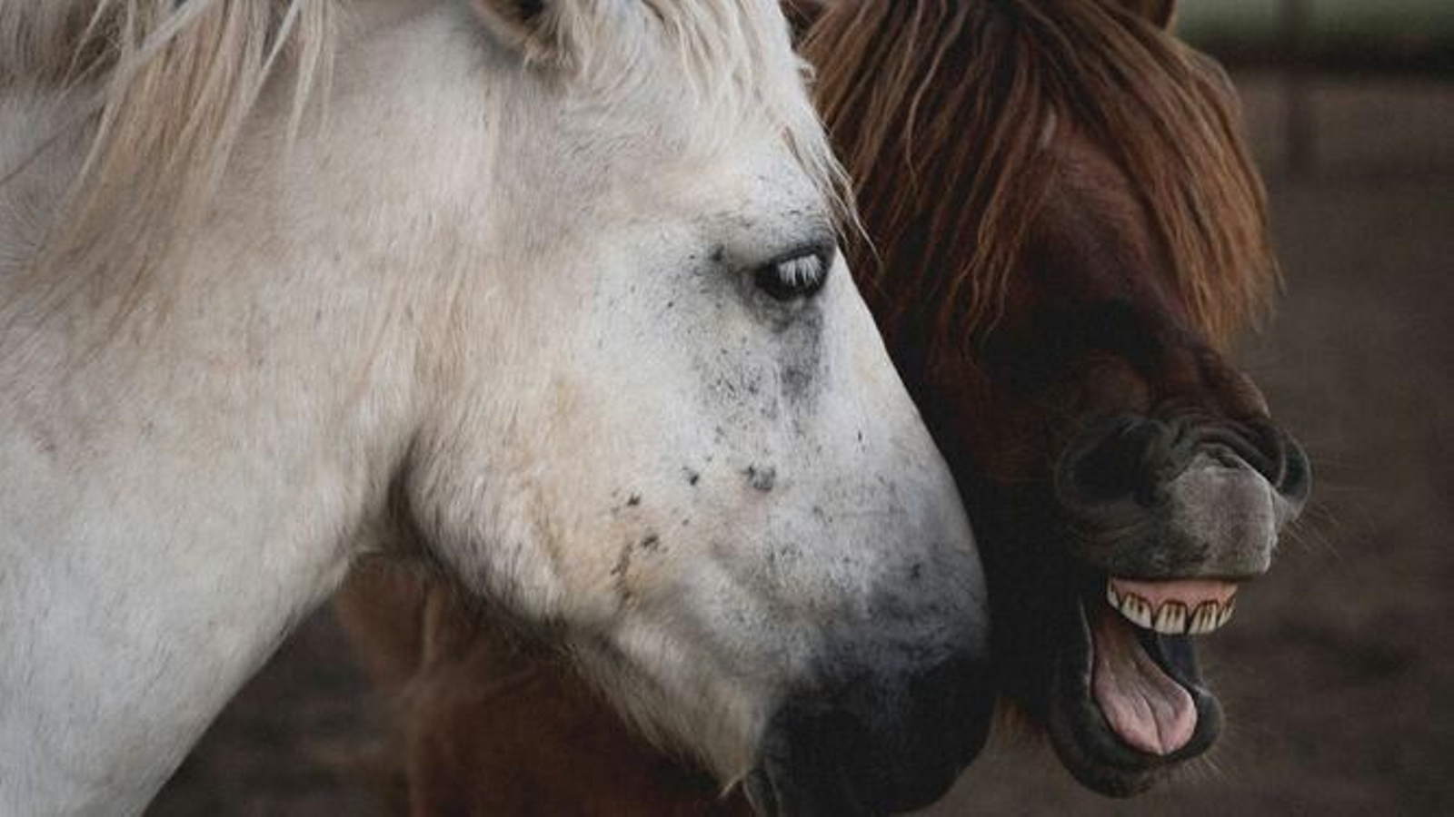 Dos caballos