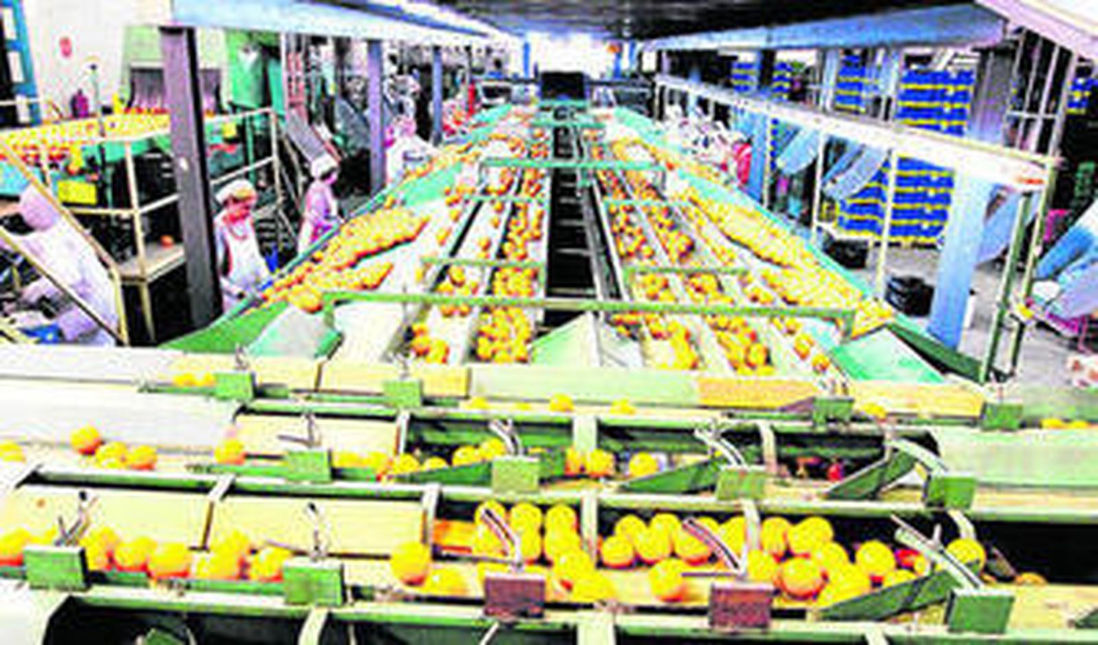 La agricultura ecológica es una alternativa real al sistema convencional de producción de hortalizas bajo plástico.