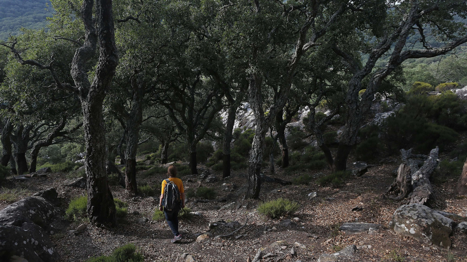 Las mejores fotos de la cueva de la Laja Alta