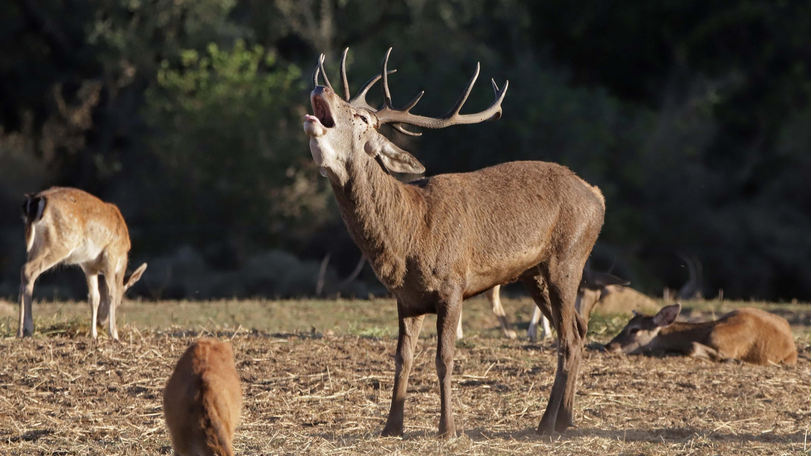 Fotos de la berrea en el Parque Natural de Los Alcornocales