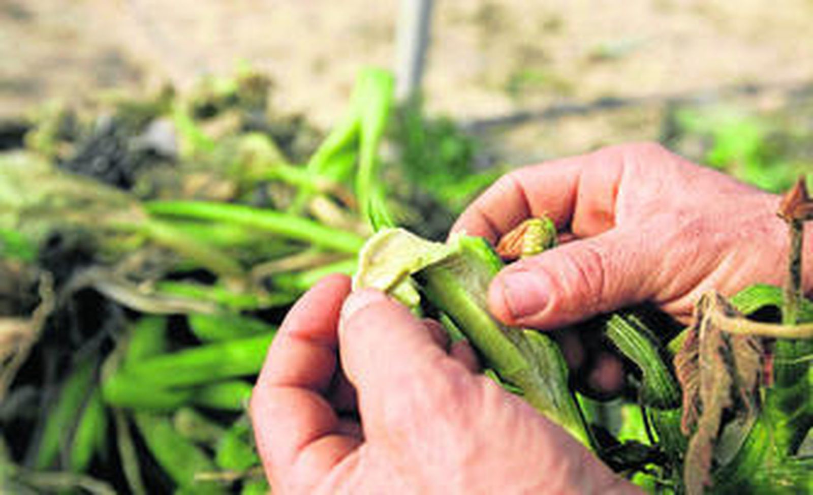 En el momento en que el fruto se hiela pierde todo su valor comercial