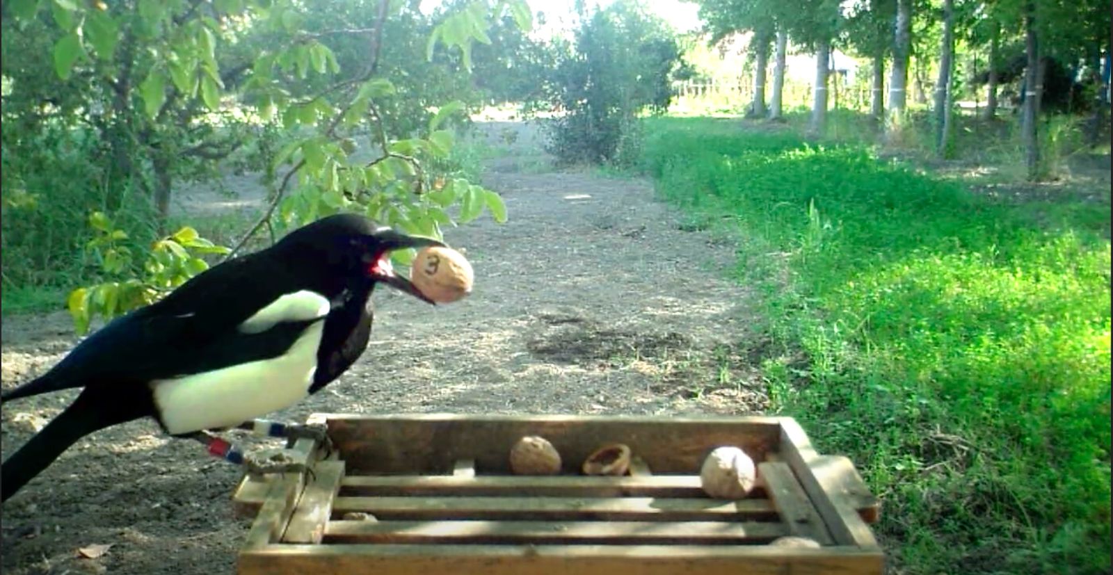Urraca durante la investigación.