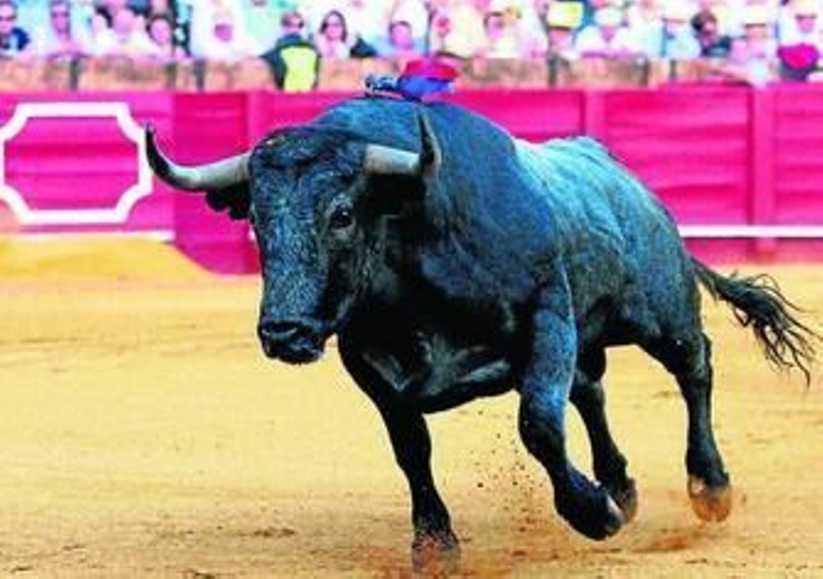 Es el toro de Victorino un animal que llena plaza y cuyo anuncio, en los carteles  siempre despierta un gran interés.