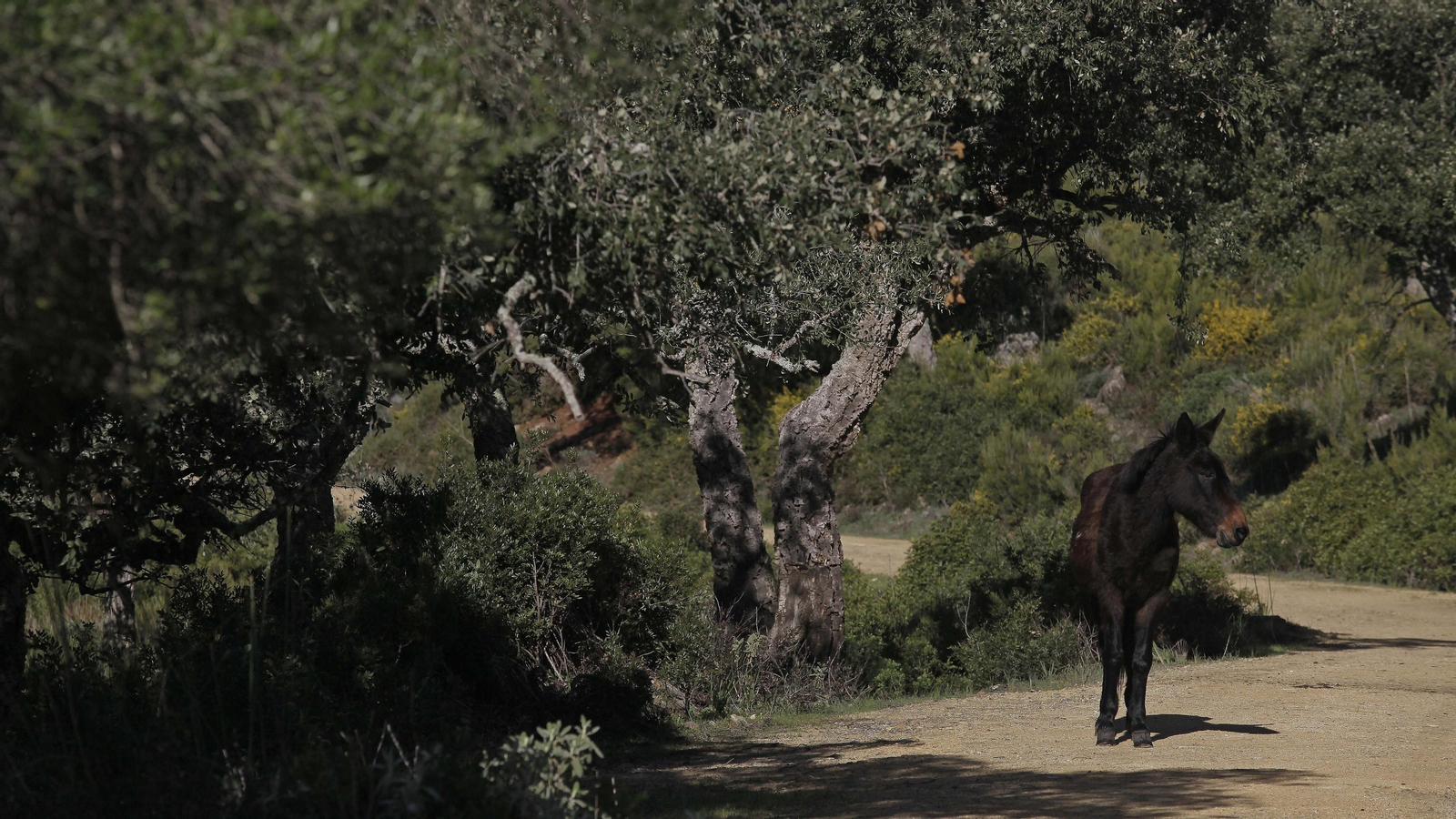 Sendero de la finca Murta en Los Barrios