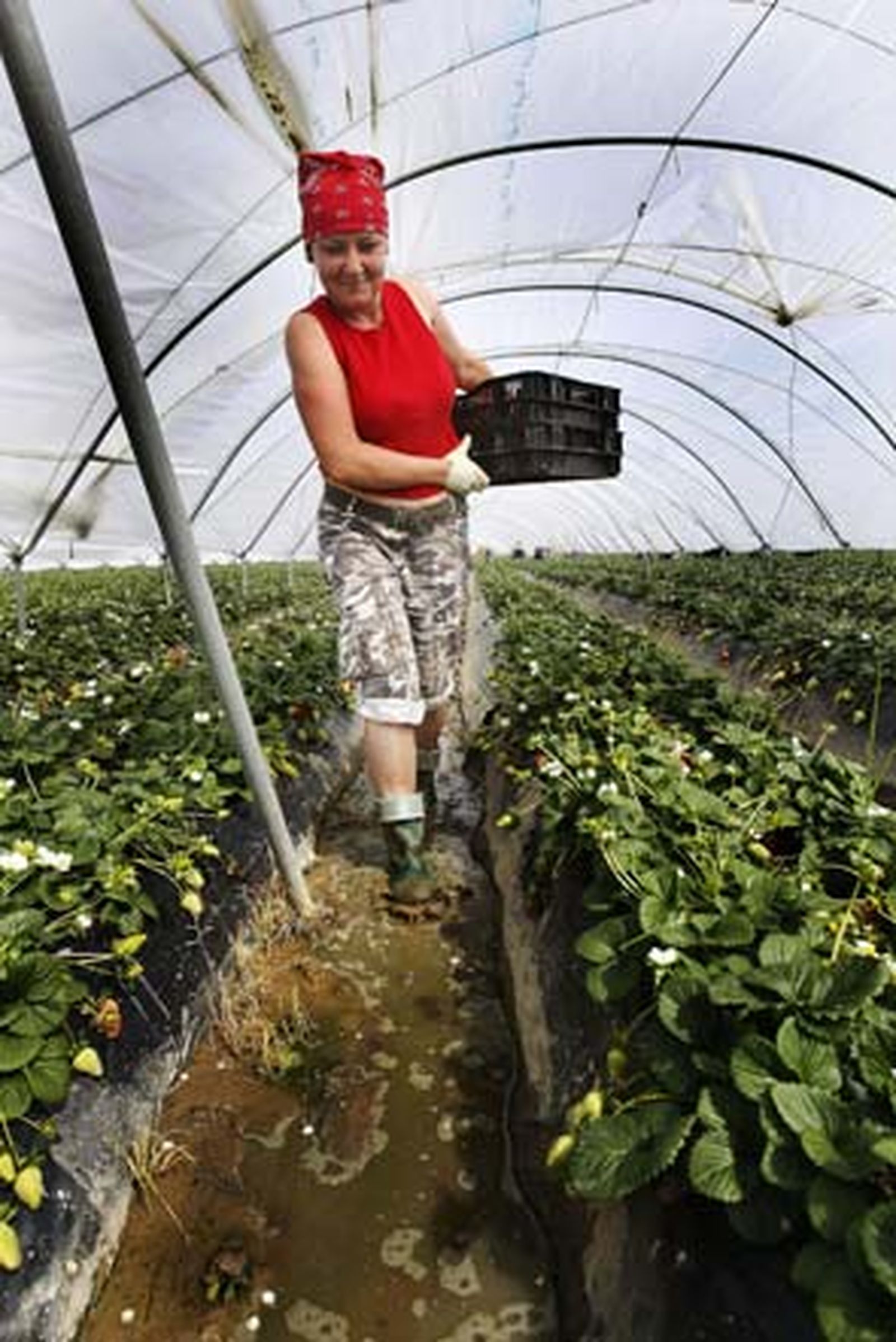 Entre Mazagón y Palos se extiende un mar blanco que oculta los campos de fresa, que oculta el lugar de ninguna parte de los africanos derrotados

Foto: Fito Carreto