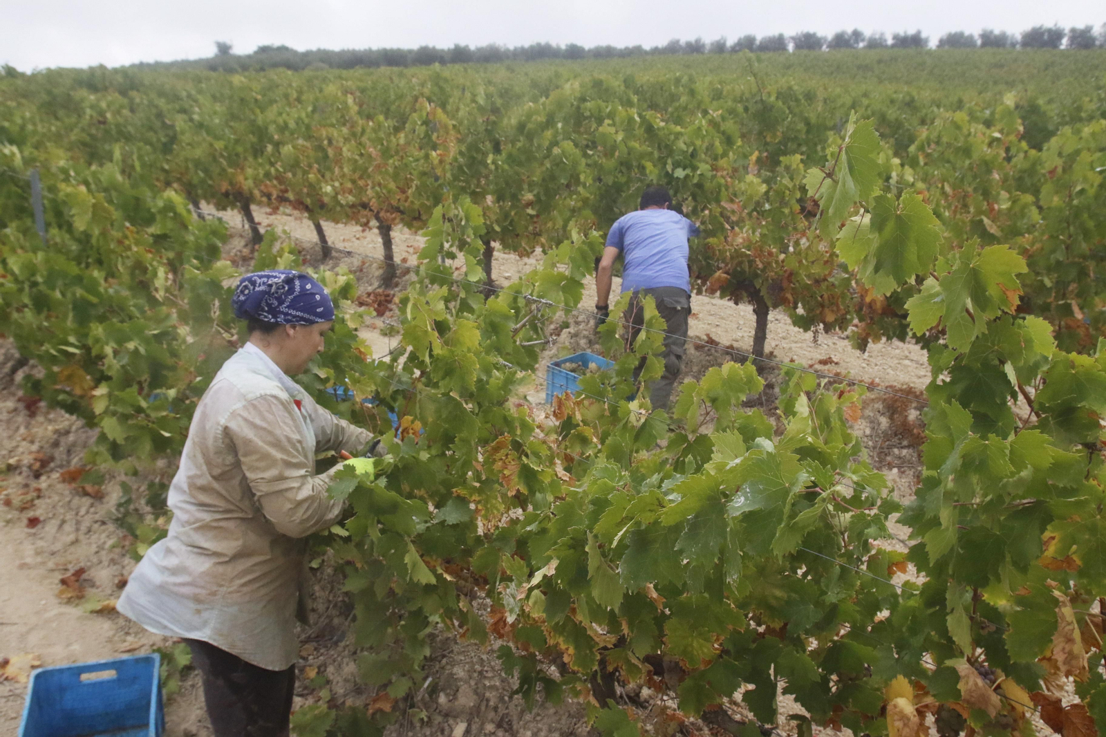 La vendimia en Montilla-Moriles, en fotografías