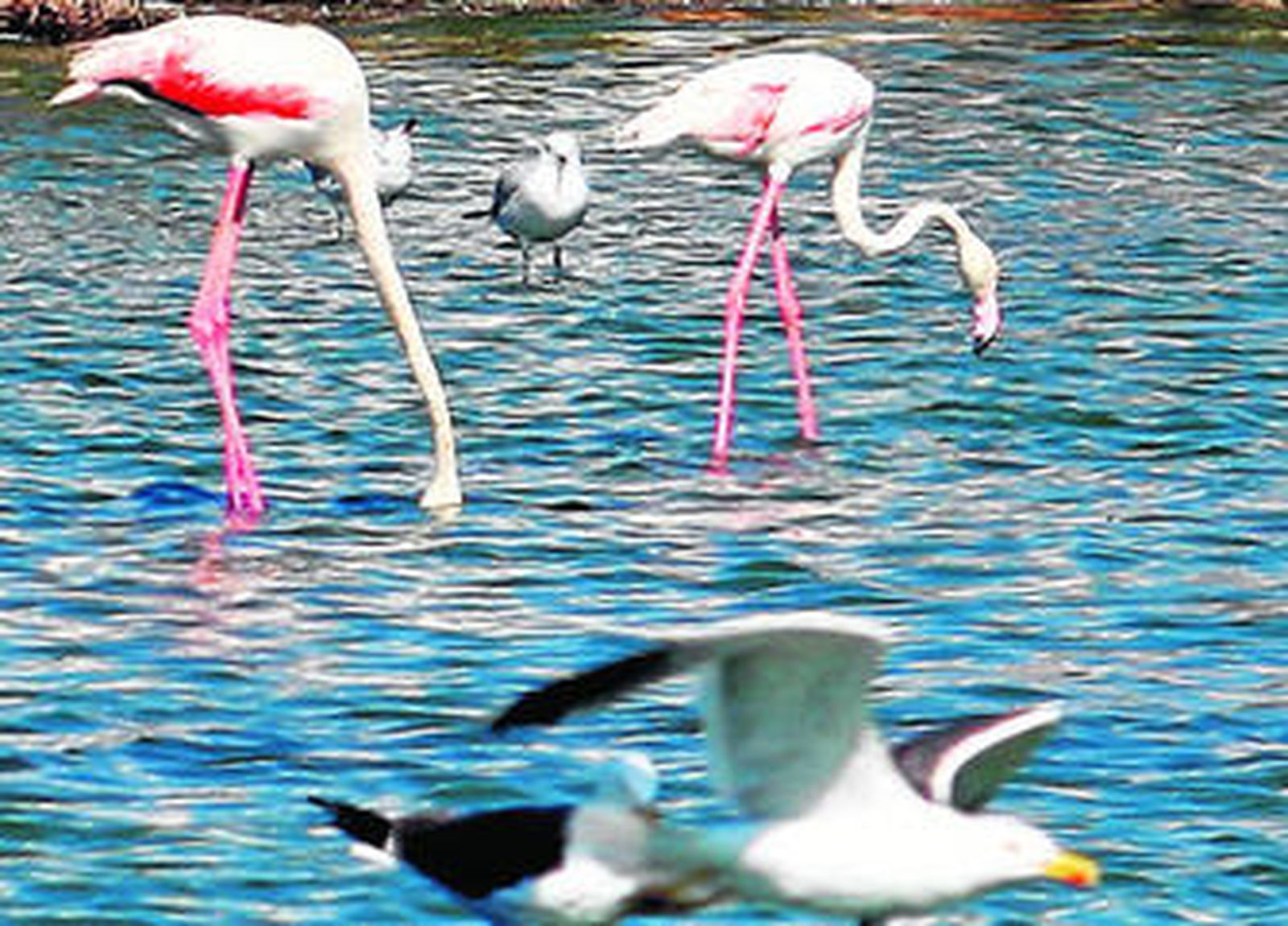 Una pareja de flamencos, en el paraje natural Marismas del Odiel.