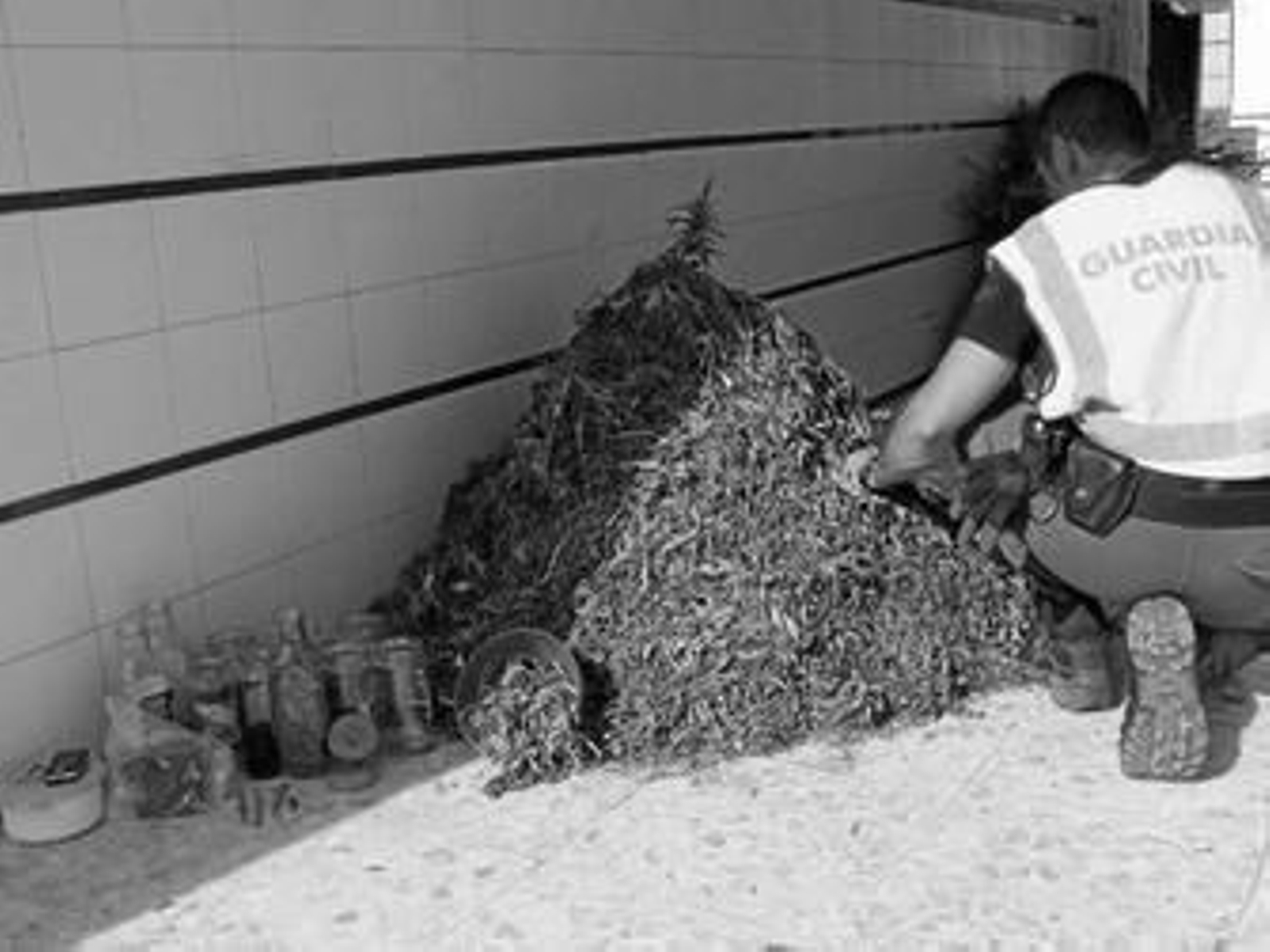 Un agente inspecciona las hojas de marihuana.