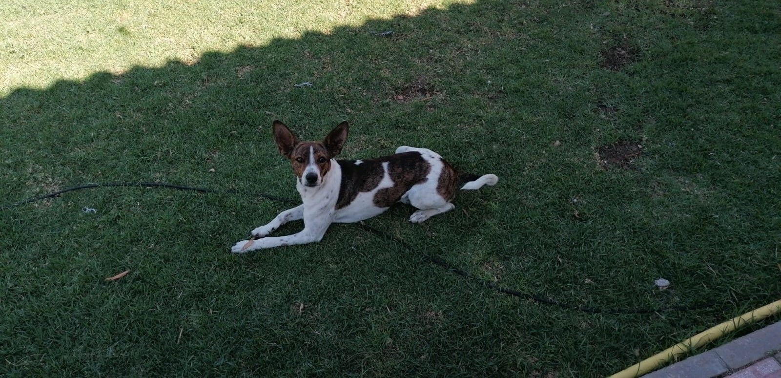 Imagende Magic, de un año de edad, desaparecido desde el 25 de diciembre.