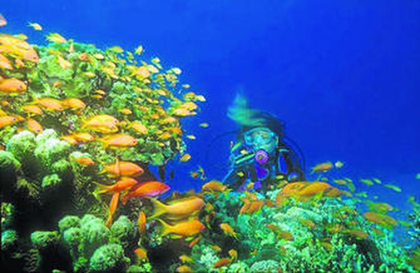 Una buceador en la zona de La Herradura.