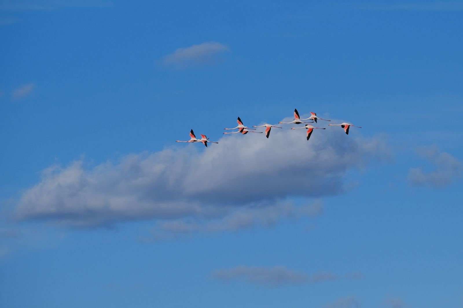 Los flamencos regresan a Fuente de Piedra, en fotos