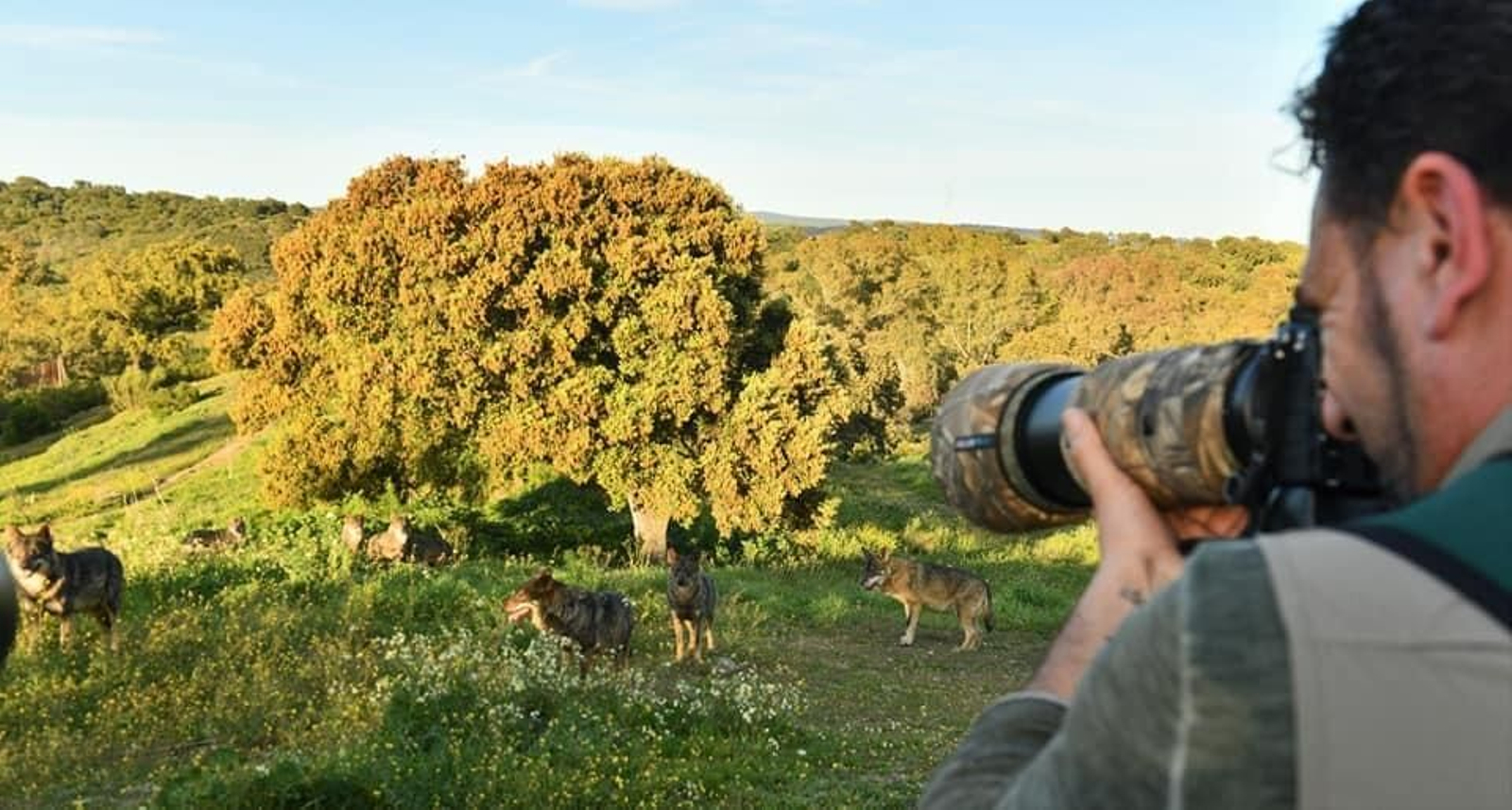 Así es la manda de 20 lobos que habita en una finca sevillana de Las Pajanosas.