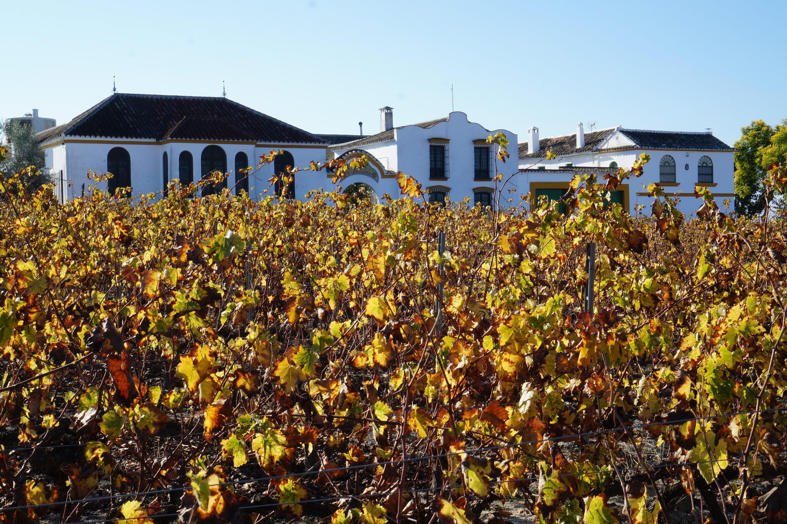 Un recorrido en fotografías por el vino nuevo de Moriles