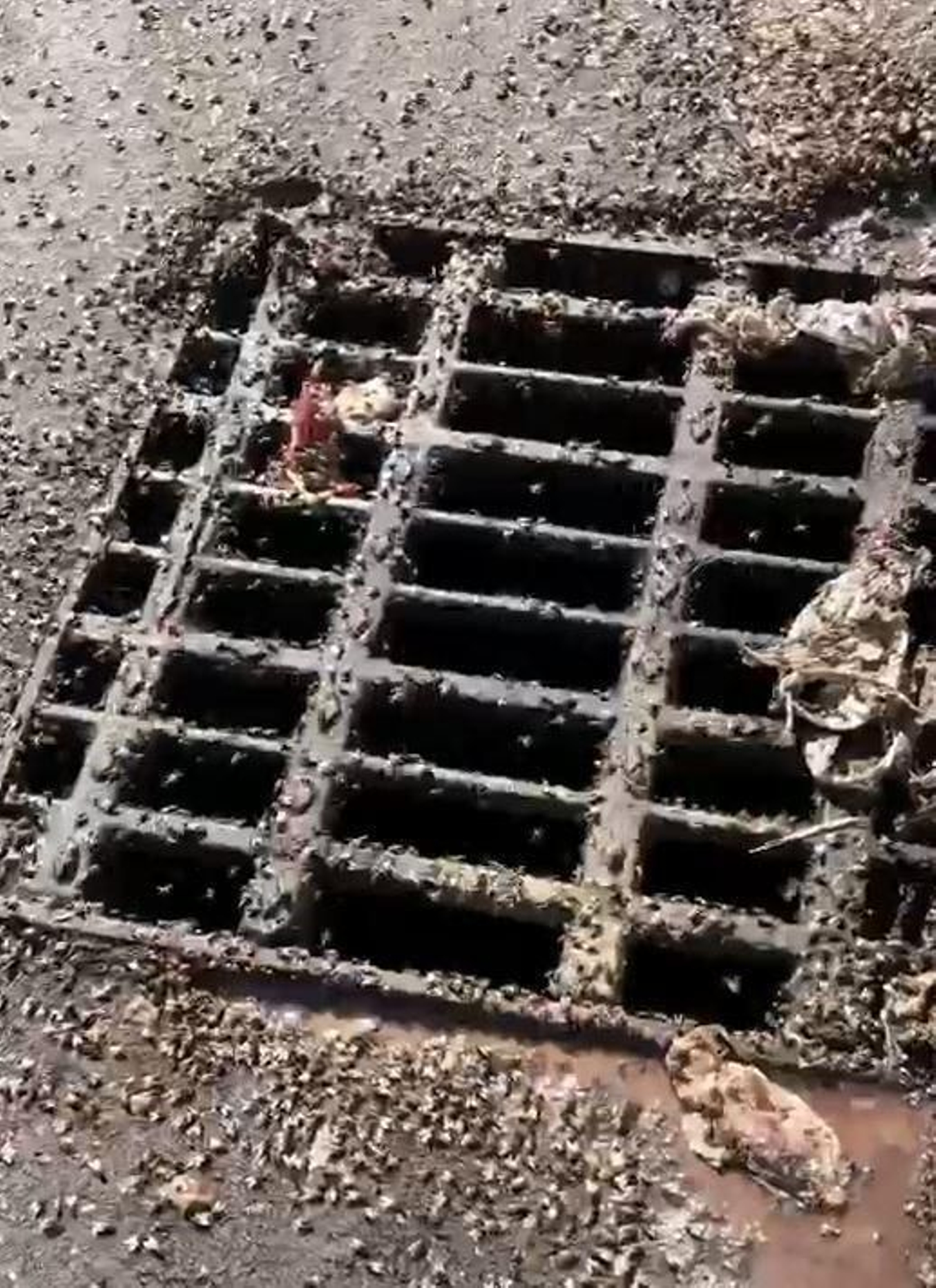 Así estaba la nave foco de la plaga de moscas en Jerez