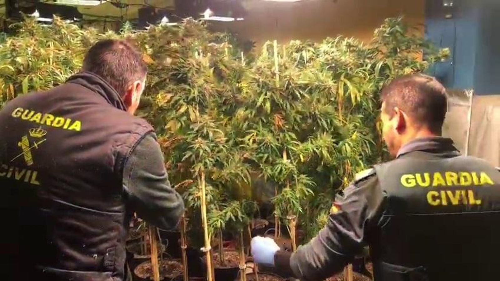 Agentes de la Guardia Civil intervienen una plantación  de marihuana.