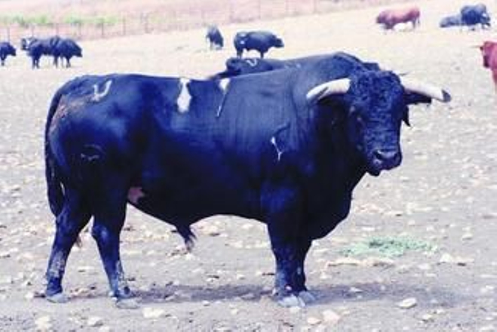 El toro número 89, uno de los nueve reseñados para El Puerto.