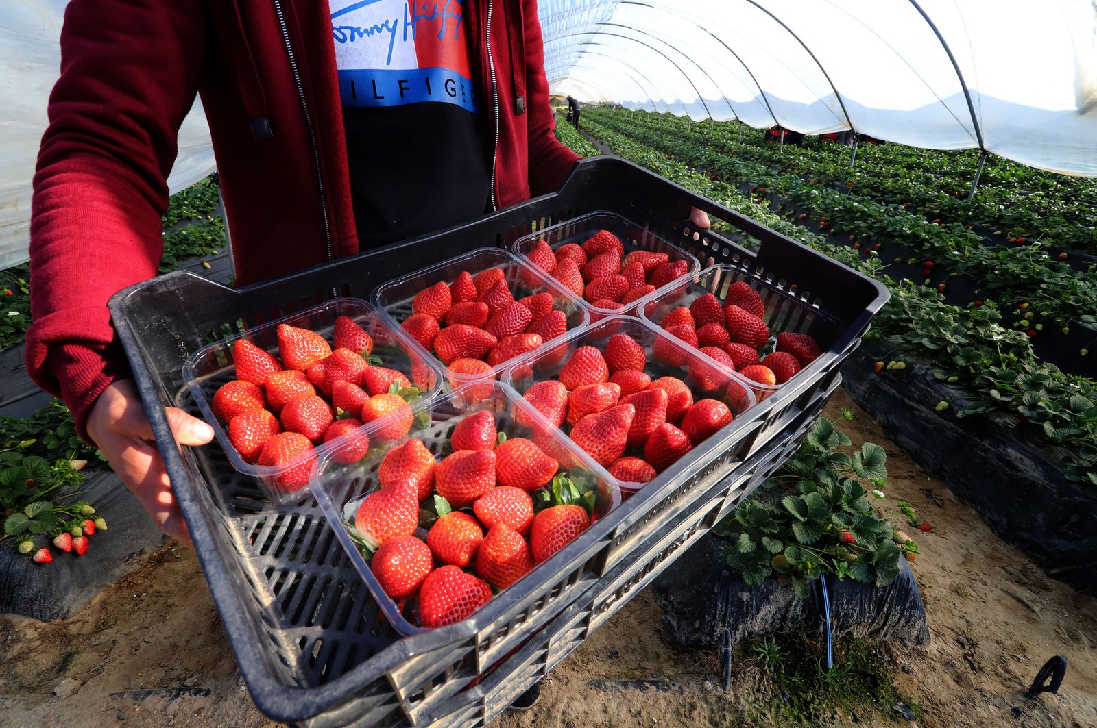 Imagen de archivo de recogida de fresas en un campo onubense.