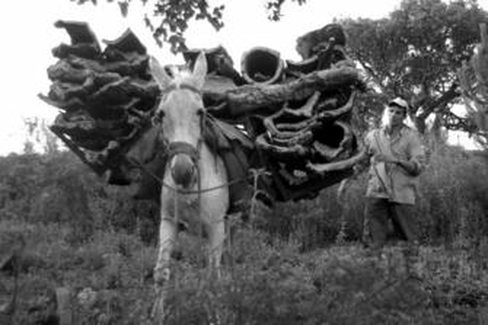 Un arriero dirige a un mulo cargado de cortezas de alcornoque, en imagen de archivo.