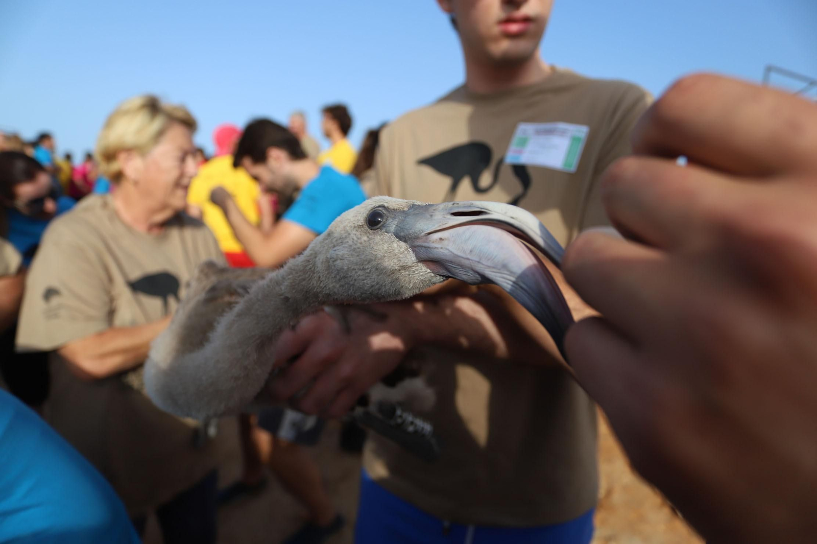 Imágenes del anillamiento de Flamencos en Marismas del Odiel