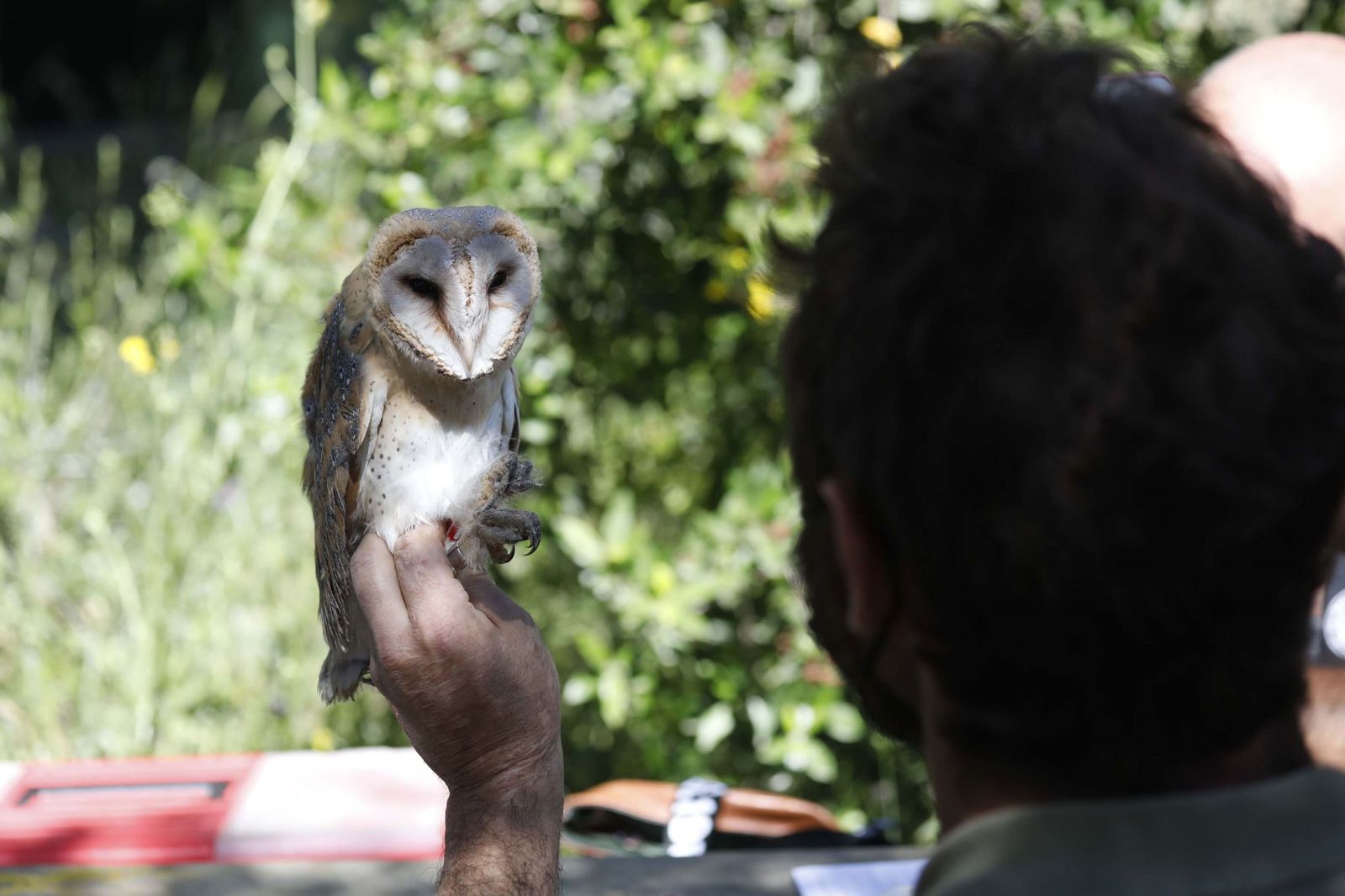 Una lechuza en la estación ambiental Madrevieja en San Roque.
