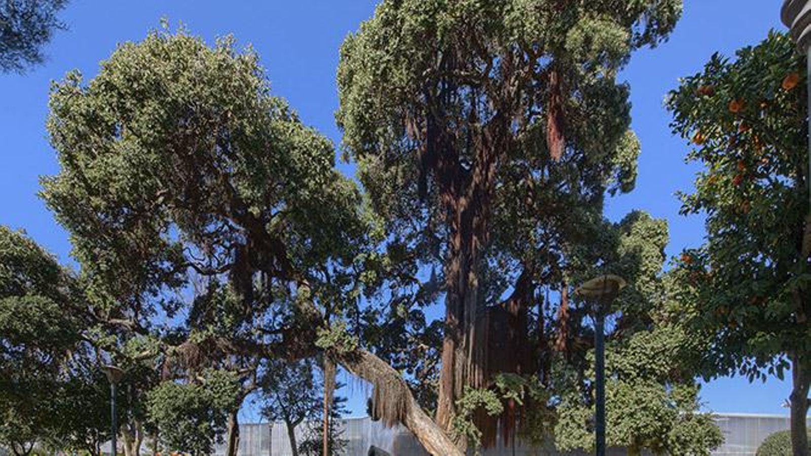 Metrosidero del Parque Genovés.