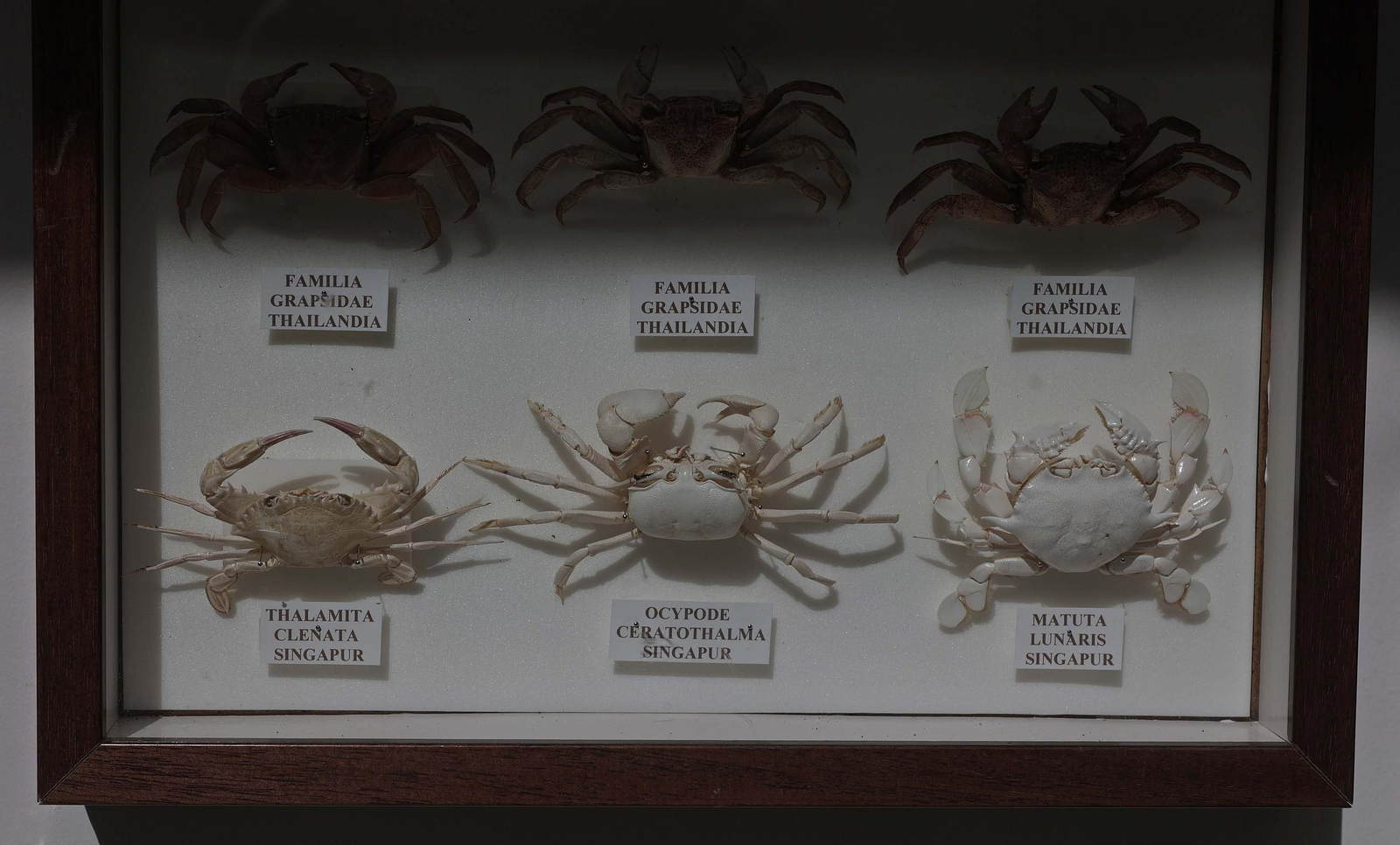 Fotos del Museo Cruz Herrera de La Línea