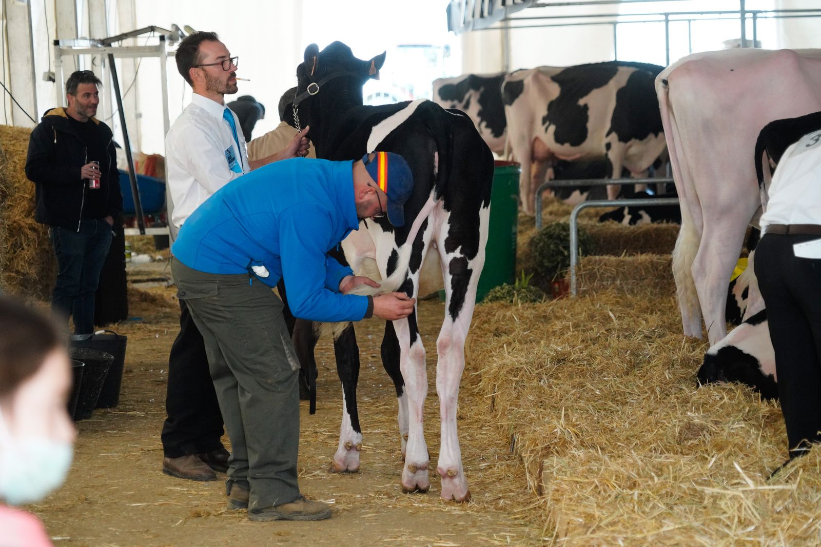 La Feria de Ganado Frisón Usías Holsteins de Dos Torres, en fotografías